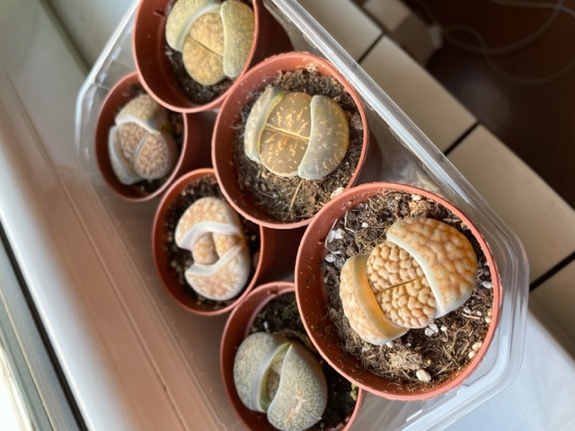 LITHOPS.jpg